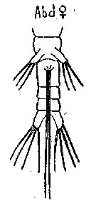 Espèce Monstrillopsis filogranarum - Planche 1 de figures morphologiques