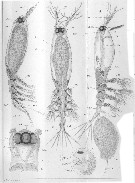 Species Cymbasoma rigidum - Plate 9 of morphological figures