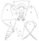Species Scottocalanus thori - Plate 3 of morphological figures