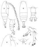 Espèce Haloptilus fons - Planche 3 de figures morphologiques