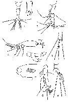 Espèce Monstrillopsis reticulata - Planche 2 de figures morphologiques