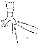 Espce Monstrilla floridana - Planche 1 de figures morphologiques