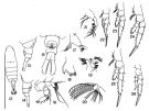 Species Centropages elegans - Plate 3 of morphological figures