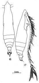 Espèce Pareucalanus parki - Planche 1 de figures morphologiques