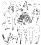 Espèce Pareucalanus parki - Planche 2 de figures morphologiques