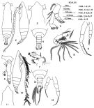 Espèce Pareucalanus parki - Planche 3 de figures morphologiques