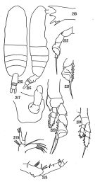 Espèce Euaugaptilus facilis - Planche 5 de figures morphologiques