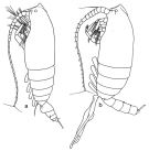 Species Scolecocalanus stocki - Plate 1 of morphological figures