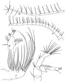 Species Centropages aucklandicus - Plate 6 of morphological figures