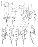 Espce Centropages australiensis - Planche 2 de figures morphologiques