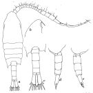 Species Centropages australiensis - Plate 4 of morphological figures