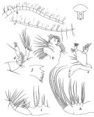 Espce Centropages australiensis - Planche 3 de figures morphologiques