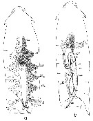 Espèce Epilabidocera longipedata - Planche 17 de figures morphologiques