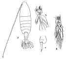 Espèce Centropages longicornis - Planche 1 de figures morphologiques