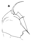 Species Undeuchaeta incisa - Plate 35 of morphological figures