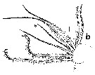 Espèce Euchirella splendens - Planche 11 de figures morphologiques