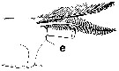 Espèce Euchirella formosa - Planche 14 de figures morphologiques