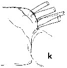 Espèce Chirundinella magna - Planche 19 de figures morphologiques
