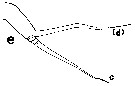 Espèce Euchirella rostrata - Planche 44 de figures morphologiques
