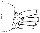 Espèce Euchirella formosa - Planche 15 de figures morphologiques