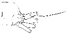 Espèce Euchirella truncata - Planche 32 de figures morphologiques