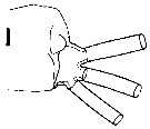 Espèce Euchirella curticauda - Planche 36 de figures morphologiques