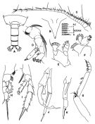 Espèce Gaetanus minutus - Planche 8 de figures morphologiques