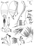 Espce Tharybis fultoni - Planche 1 de figures morphologiques