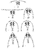 Species Rhincalanus nasutus - Plate 33 of morphological figures