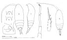 Espèce Aetideus truncatus - Planche 1 de figures morphologiques