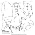 Espce Aetideus australis - Planche 4 de figures morphologiques