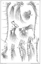 Espèce Aetideus armatus - Planche 3 de figures morphologiques
