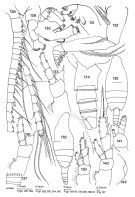 Species Lutamator hurleyi - Plate 1 of morphological figures