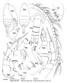 Species Crassantenna mimorostrata - Plate 1 of morphological figures