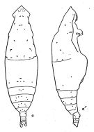 Espèce Eucalanus inermis - Planche 1 de figures morphologiques