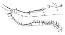 Espce Centropages australiensis - Planche 5 de figures morphologiques