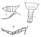 Espèce Pareucalanus sewelli - Planche 3 de figures morphologiques