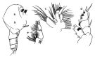 Espèce Onchocalanus affinis - Planche 1 de figures morphologiques