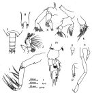 Espèce Onchocalanus affinis - Planche 3 de figures morphologiques
