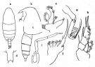 Espèce Onchocalanus affinis - Planche 2 de figures morphologiques