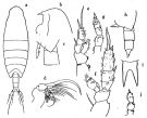 Espèce Onchocalanus trigoniceps - Planche 5 de figures morphologiques