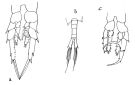 Espèce Centropages tenuiremis - Planche 2 de figures morphologiques