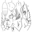 Espèce Xanthocalanus crassirostris - Planche 1 de figures morphologiques