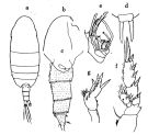 Species Xanthocalanus medius - Plate 1 of morphological figures