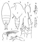 Espèce Xanthocalanus legatus - Planche 1 de figures morphologiques