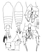 Espèce Centropages tenuiremis - Planche 1 de figures morphologiques