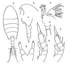 Espèce Undinella spinifera - Planche 1 de figures morphologiques