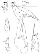 Espèce Paraeuchaeta antarctica - Planche 5 de figures morphologiques