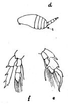 Species Centropages trispinosus - Plate 1 of morphological figures