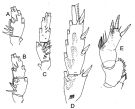 Espèce Xanthocalanus minor - Planche 3 de figures morphologiques
